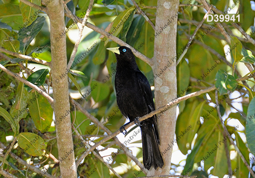 Red-rumped Cacique (Cacicus haemorrhous)